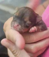 Pearl, a female Chihuahua for sale in West Plains, MO – 4 of 8