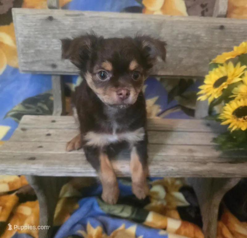 Harley  – Chihuahua puppy for sale in West Plains, MO
