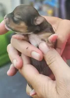Piper, a female Chihuahua for sale in West Plains, MO – 2 of 6