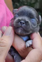 Pixie, a female Chihuahua for sale in West Plains, MO – 3 of 9