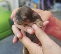 Pearl, a female Chihuahua for sale in West Plains, MO – 5 of 8