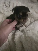 Pancho, a male Chihuahua for sale in West Plains, MO – 2 of 7