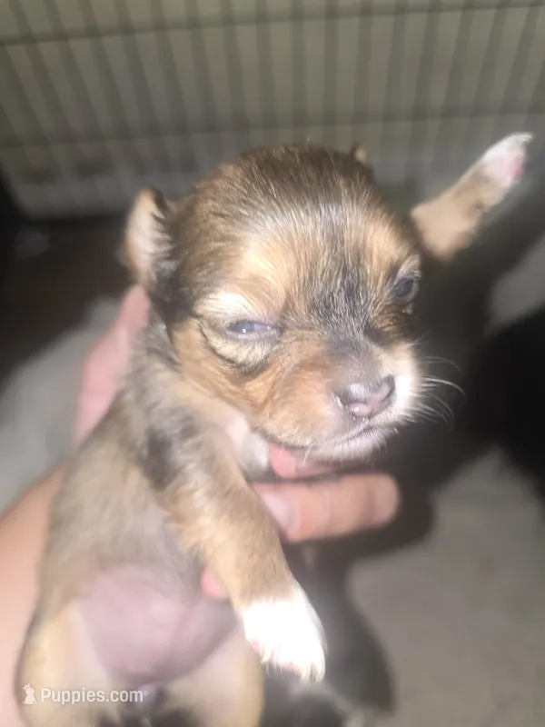 Piper – Chihuahua puppy for sale in West Plains, MO