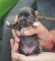 Pixie, a female Chihuahua for sale in West Plains, MO – 4 of 9