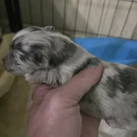 Pepper, a male Chihuahua for sale in West Plains, MO – Photo 8 of 8