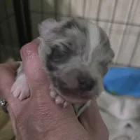 Pepper, a male Chihuahua for sale in West Plains, MO – Photo 3 of 8