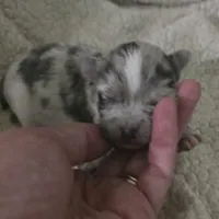 Pepper, a male Chihuahua for sale in West Plains, MO – Photo 1 of 8