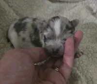 Pepper, a male Chihuahua for sale in West Plains, MO – Photo 1 of 8