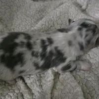 Pepper, a male Chihuahua for sale in West Plains, MO – Photo 7 of 8