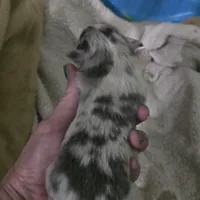 Pepper, a male Chihuahua for sale in West Plains, MO – Photo 5 of 8