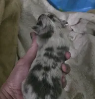 Pepper, a male Chihuahua for sale in West Plains, MO – Photo 5 of 8