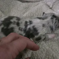 Pepper, a male Chihuahua for sale in West Plains, MO – Photo 6 of 8