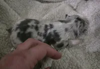 Pepper, a male Chihuahua for sale in West Plains, MO – Photo 6 of 8