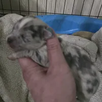 Pepper, a male Chihuahua for sale in West Plains, MO – Photo 2 of 8