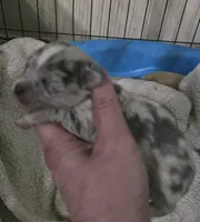 Pepper, a male Chihuahua for sale in West Plains, MO – Photo 2 of 8