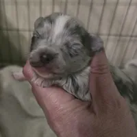 Pepper, a male Chihuahua for sale in West Plains, MO – Photo 4 of 8