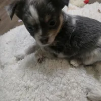 Salty, a male Chihuahua for sale in West Plains, MO – Photo 6 of 8