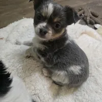 Salty, a male Chihuahua for sale in West Plains, MO – Photo 3 of 3