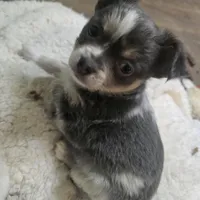 Salty, a male Chihuahua for sale in West Plains, MO – Photo 2 of 3