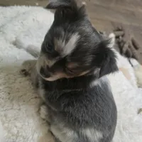 Salty, a male Chihuahua for sale in West Plains, MO – Photo 8 of 8