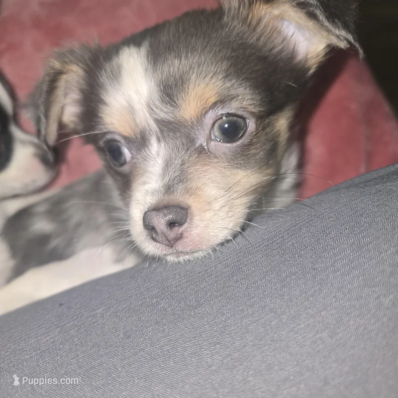 Salty – Chihuahua puppy for sale in West Plains, MO