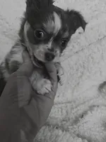 Salty, a male Chihuahua for sale in West Plains, MO – Photo 4 of 8