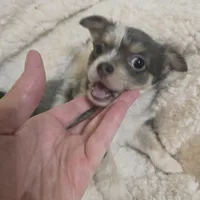 Salty, a male Chihuahua for sale in West Plains, MO – Photo 7 of 8