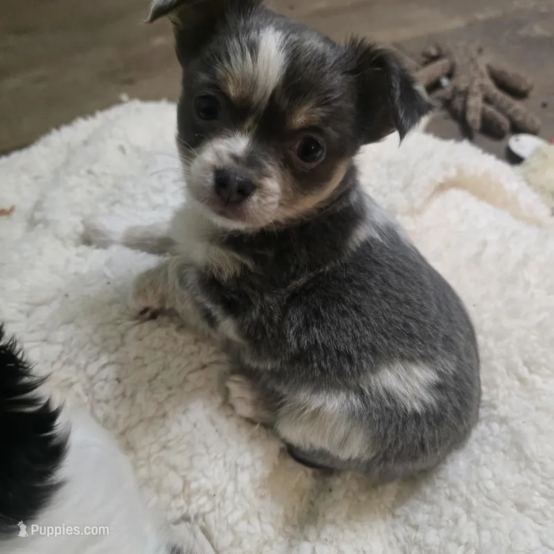 Salty – Chihuahua puppy for sale in West Plains, MO