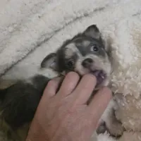 Salty, a male Chihuahua for sale in West Plains, MO – Photo 5 of 8