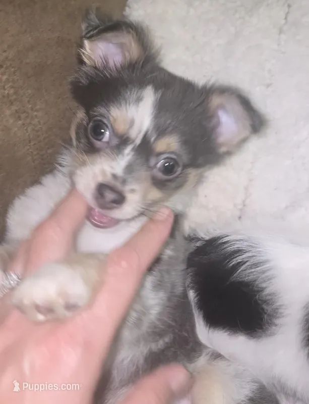 Benji – Chihuahua puppy for sale in West Plains, MO