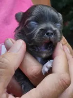 Pixie, a female Chihuahua for sale in West Plains, MO – 6 of 9