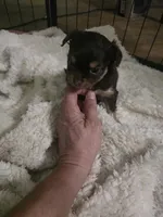 Pancho, a male Chihuahua for sale in West Plains, MO – 7 of 7