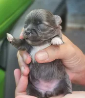 Pixie, a female Chihuahua for sale in West Plains, MO – 5 of 9