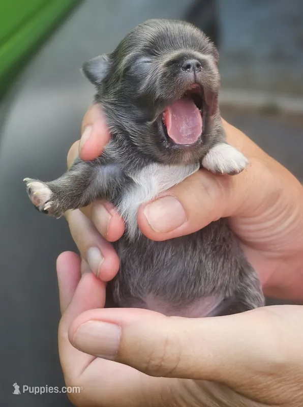 Pixie – Chihuahua puppy for sale in West Plains, MO