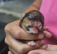 Piper, a female Chihuahua for sale in West Plains, MO – 3 of 6