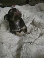 Pancho, a male Chihuahua for sale in West Plains, MO – 4 of 7