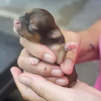 Piper, a female Chihuahua for sale in West Plains, MO – 6 of 6