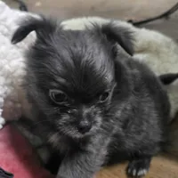 Mr. Fatty Patty, a male Chihuahua for sale in West Plains, MO – Photo 4 of 10