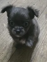 Mr. Fatty Patty, a male Chihuahua for sale in West Plains, MO – Photo 5 of 10