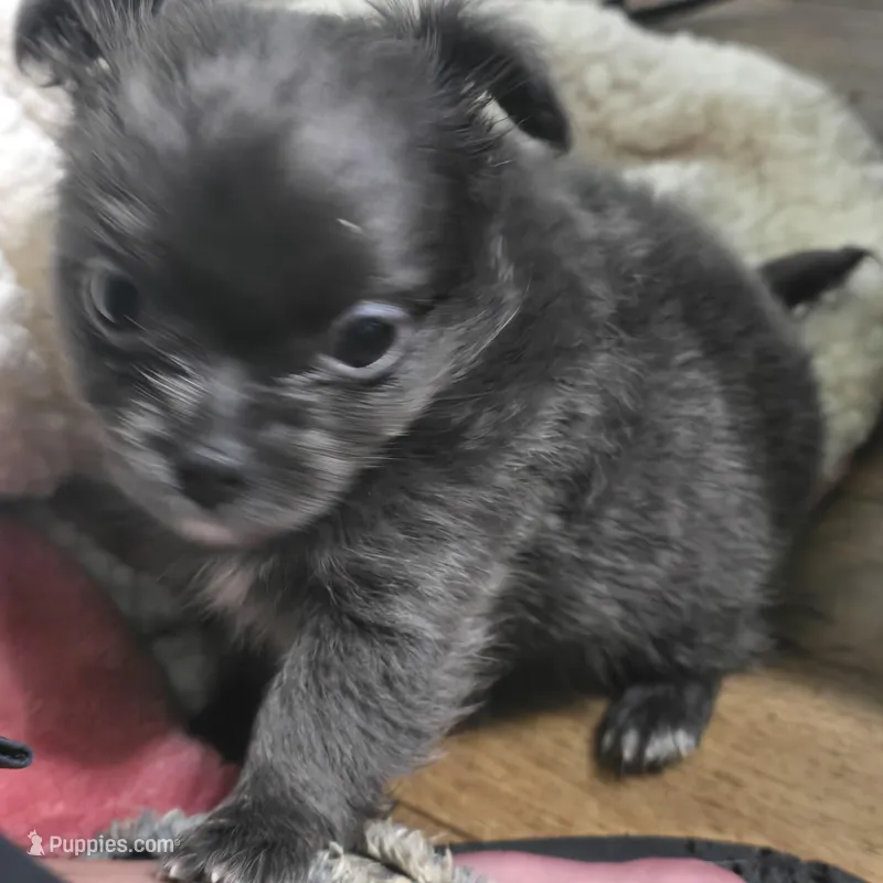 Mr. Fatty Patty, a male Chihuahua for sale in West Plains, MO – Photo 1 of 10