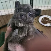 Mr. Fatty Patty, a male Chihuahua for sale in West Plains, MO – Photo 10 of 10