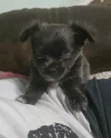 Mr. Fatty Patty, a male Chihuahua for sale in West Plains, MO – Photo 9 of 10