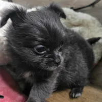 Mr. Fatty Patty, a male Chihuahua for sale in West Plains, MO – Photo 6 of 10