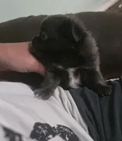 Mr. Fatty Patty, a male Chihuahua for sale in West Plains, MO – Photo 8 of 10