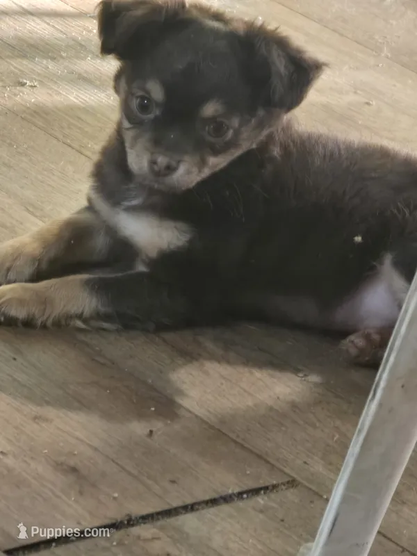 Harley  – Chihuahua puppy for sale in West Plains, MO