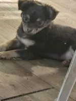 Harley , a male Chihuahua for sale in West Plains, MO – 1 of 6