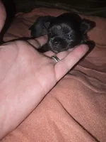 Pixie, a female Chihuahua for sale in West Plains, MO – 8 of 9