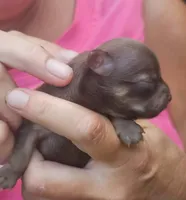 Pearl, a female Chihuahua for sale in West Plains, MO – 2 of 8