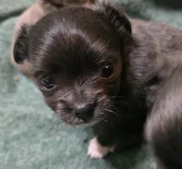 Daisy, a female Chihuahua for sale in West Plains, MO – Photo 2 of 9