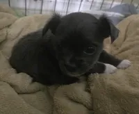 Daisy, a female Chihuahua for sale in West Plains, MO – Photo 5 of 9